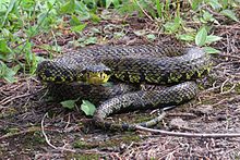 Jerdon's red spotted pit viper, P. j. xanthomelas, from West Kameng District, Arunachal Pradesh, India. Jerdon's Red Spotted Pit Viper (Protobothrops jerdonii).jpg