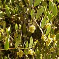 branches with male flowers