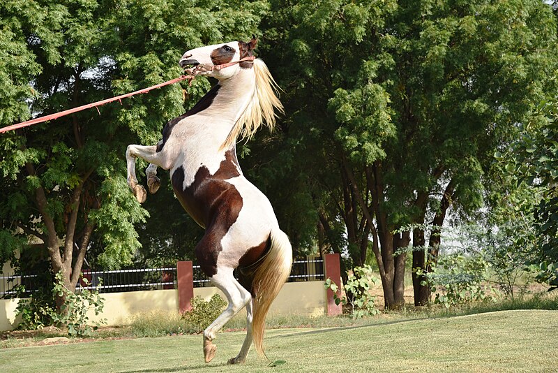 File:Jumping Marwari Stallion -Rihtik.jpg