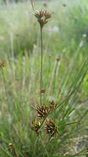 <i>Juncus occidentalis</i> Species of grass