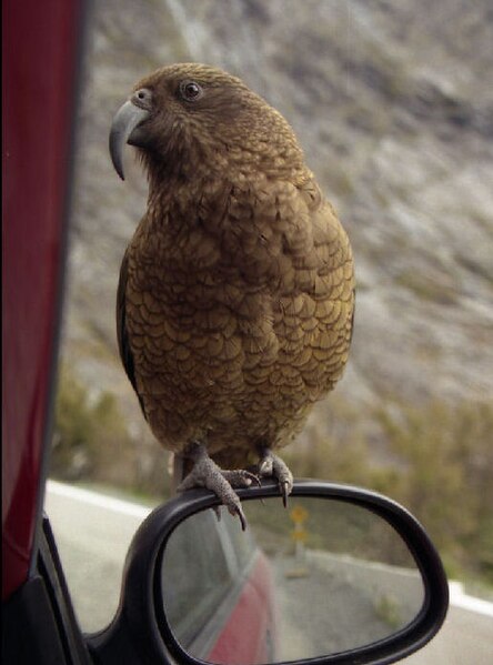 File:Kea standing on a car wing mirror.jpg