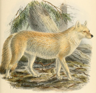 Illustration by John Gerrard Keulemans (1890). Keulmans Cuon alpinus alpinus.png