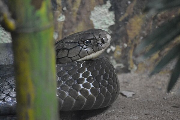 King cobra in Pune, India