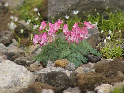 高山植物 Wikiwand