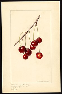 Watercolor of Marasca Moscata variety of cherry (Prunus avium) Krieger cherries-Marasca-Moscata-1933.jpg