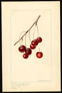 Watercolor by Louis Charles Christopher Krieger of Marasca Moscata variety of cherry (Prunus avium), 1933.