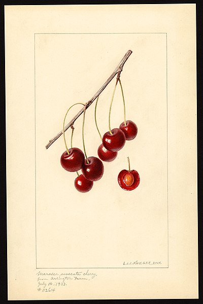 File:Krieger cherries-Marasca-Moscata-1933.jpg