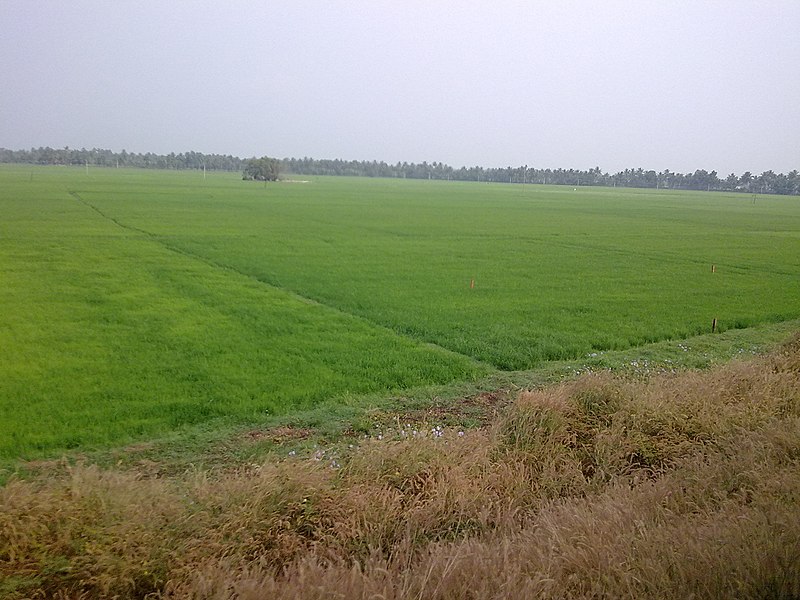 Kuttanad - The Village Life