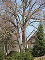 Čeština: Památná lípa srdčitá (Tilia cordata) v Hraničné. Okres Jablonec nad Nisou, Česká republika. Object location 50° 45′ 58.26″ N, 15° 09′ 44.4″ E  View all coordinates using: OpenStreetMap