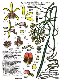 plate 066 Pseudovanilla foliata