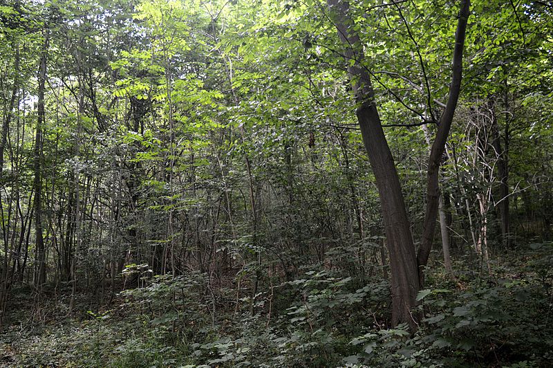 File:LSG Waldgürtel zwischen Salzgitter-Osterlinde und Salzgitter-Bad (Salzgitterscher Höhenzug) - Wald bei Steinlah (21).jpg