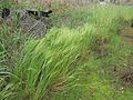 Lachnagrostis filiformis habit7 Ballimore - Flickr - Macleay Grass Man.jpg
