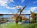 * Nomination: On the border between Tuscany and Umbria, corresponding to the ancient border between the Grand Duchy of Tuscany and the Papal State, there is the beautiful lake of Chiusi, also called "Chiaro di luna" in reference to an ancient legend that tells that in the nights serene the beautiful goddess of the sky came to contemplate herself in these waters. --PROPOLI87 16:25, 7 September 2020 (UTC) * * Review needed