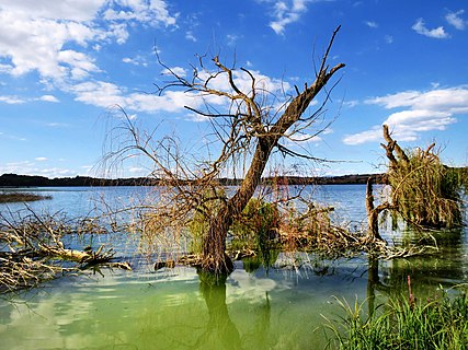 vegetation at Lake Chiusi (Siena)On the border between Tuscany and Umbria, corresponding to the ancient border between the Grand Duchy of Tuscany and the Papal State, there is the beautiful lake of Chiusi, also called "Chiaro di luna" in reference to an ancient legend that tells that in the nights serene the beautiful goddess of the sky came to contemplate herself in these waters