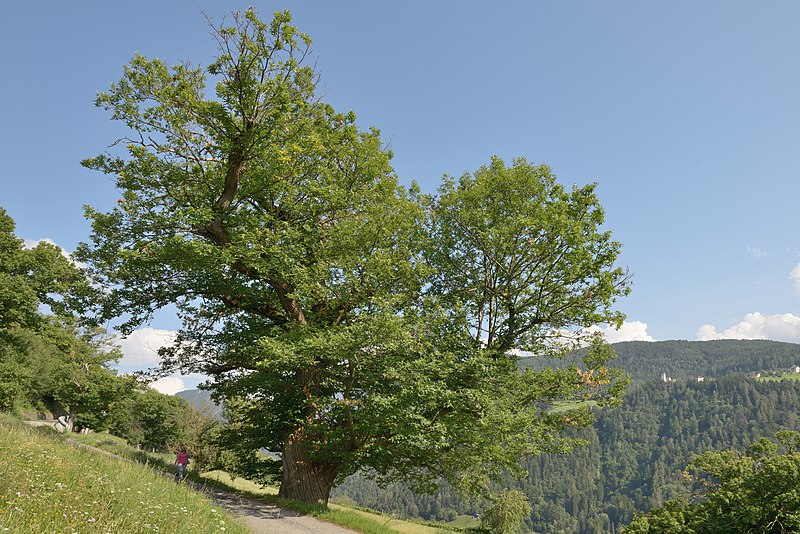 File:Lajen Edelkastanie Unterbuchfelder Lajen Ried Strasse.jpg