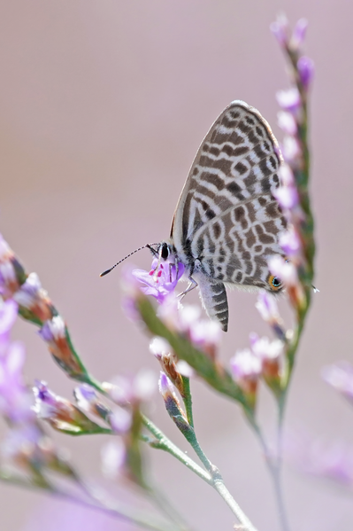 File:Lang's Short-tailed Blue imported from iNaturalist photo 323061493 on 7 March 2024.png