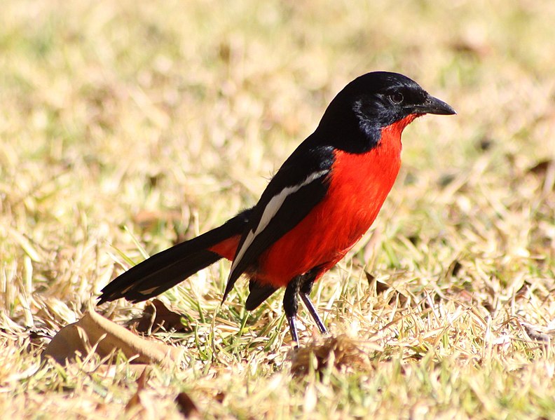 File:Laniarius atrococcineus -Pretoria, South Africa-8 (2).jpg