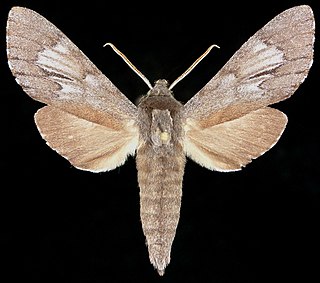 <i>Lapara phaeobrachycerous</i> Species of moth