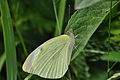 Large White (Pieris brassicae) (9057544265).jpg
