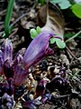 Lathraea clandestina first flower