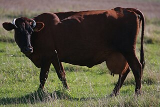 Latvian Brown Breed of cattle