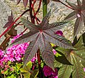 * Nomination Leaf of Ricinus communis, cultivated in Sainte-Eulalie-d'Olt, Aveyron, France. --Tournasol7 06:56, 16 June 2018 (UTC) * Promotion Good quality. --Jacek Halicki 09:14, 16 June 2018 (UTC)