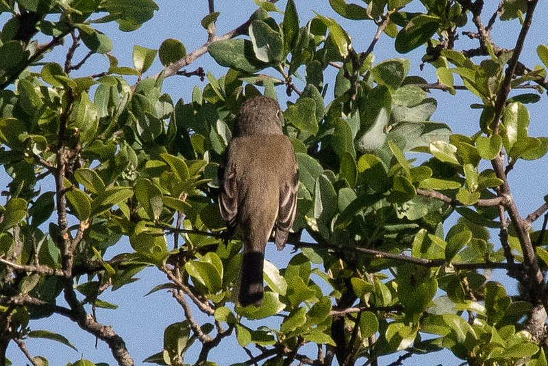 File:Least Flycatcher Kerr WMA Kerrville TX 2018-05-06 08-23-56 (29729038108).jpg