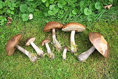 L. scabrum of different ages Leccinum scabrum JPG7.jpg