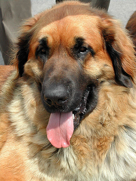 File:Leonberger.jpg