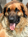 Leonberger, Kopf