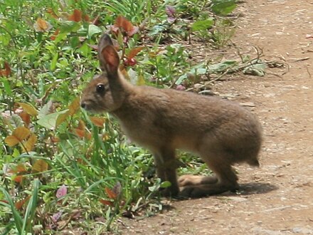 ニホンノウサギ Wikiwand