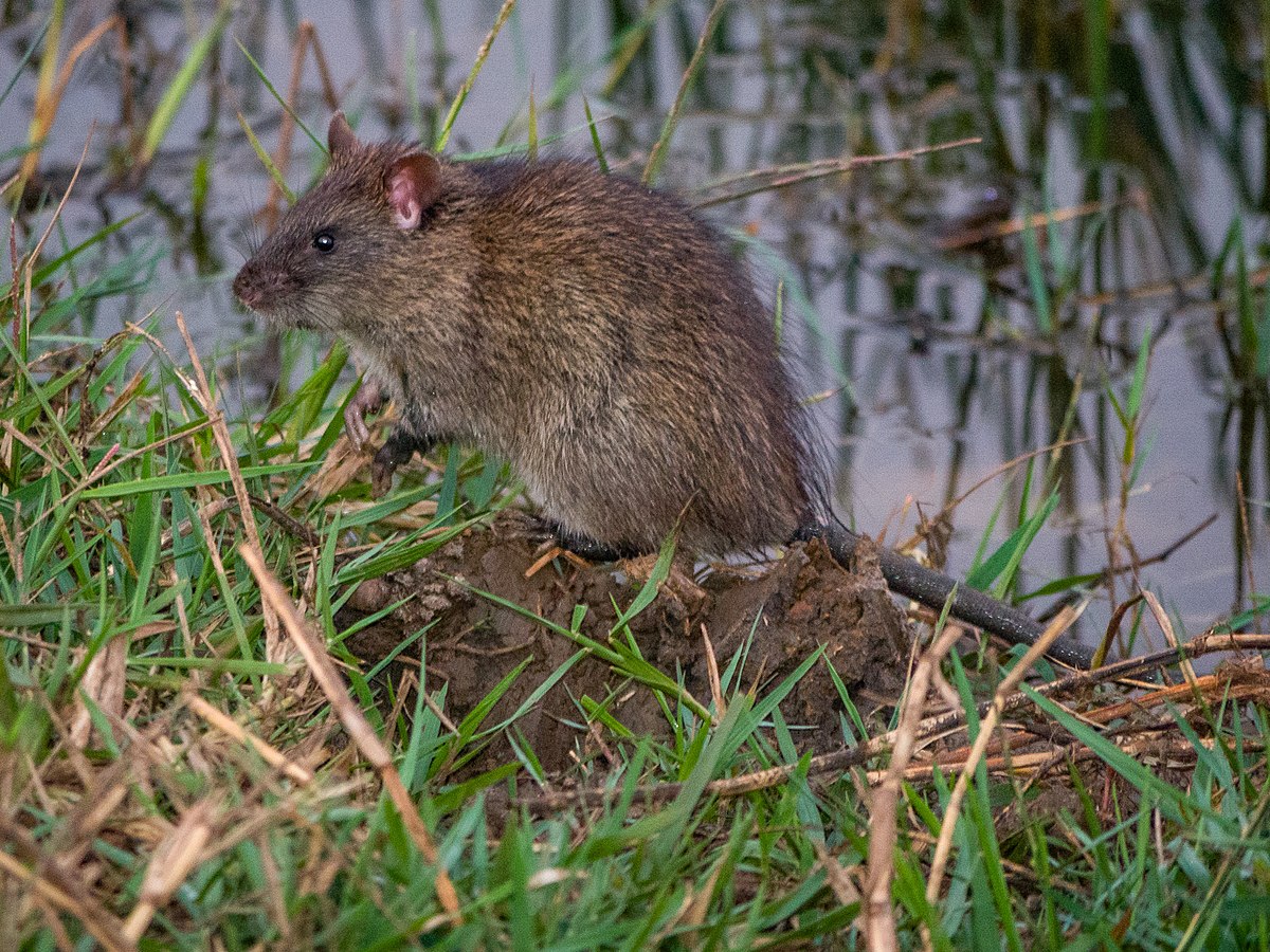 Bandicota - Wikipedia