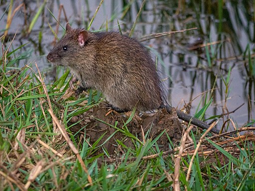 Lesser Bandicoot-Rat