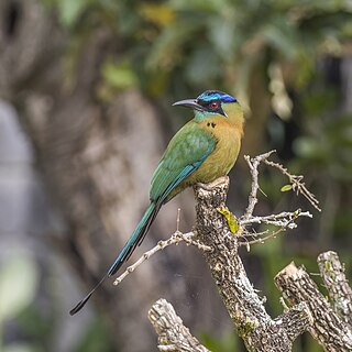 <span class="mw-page-title-main">Lesson's motmot</span> Species of bird