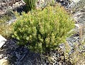 Leucadendron spissifolium fragrans 31079927.jpg