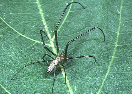 Tập_tin:Leucauge.blanda.male.-.tanikawa.jpg