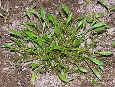 Limosella aquatica (berges sableuses de l'Elbe).