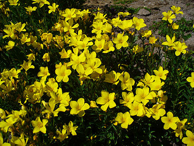 Linum flavum Habitus