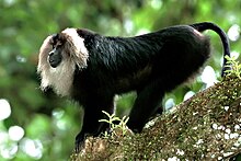 Lion-tailed macaque by N A Naseer.jpg