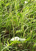 Neottia ovata üçün miniatür