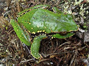 Descrizione dell'immagine Litoria angiana.jpg.