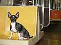 Little Man Shankbone riding the rails of the NYC subway.jpg
