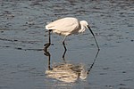 Little egret (Egretta garzetta) .jpg