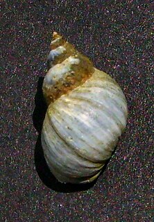 <i>Austrolittorina antipodum</i> species of mollusc