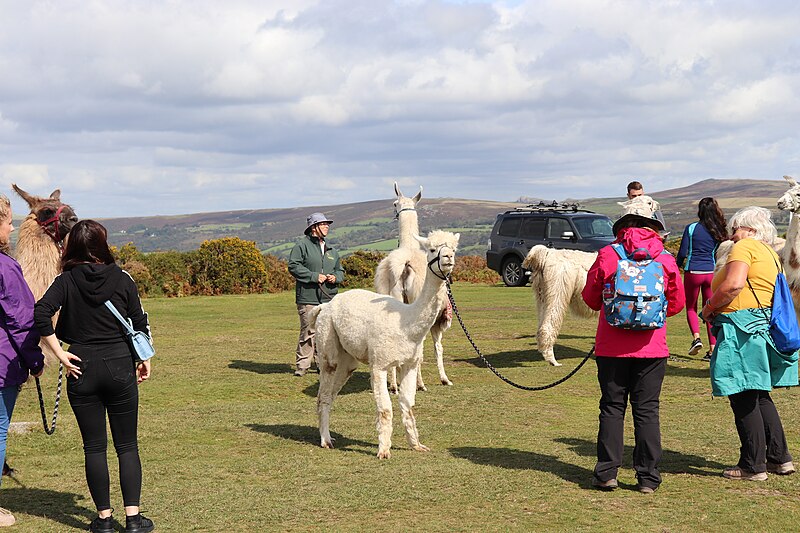 File:Llamas & Alpacas out for a walk on Dartmoor (50357383811).jpg