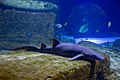 Long Island Island Aquarium 2018 017.jpg