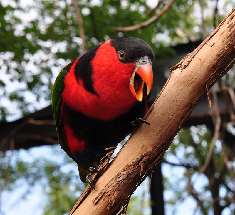 Lorius lory -Cincinnati Zoo, Ohio, USA-8a (3).jpg