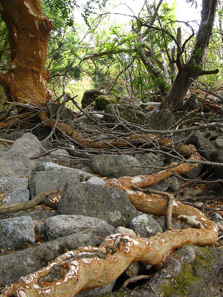 File:Luma apiculata - arrayan rojo (raiz).jpg