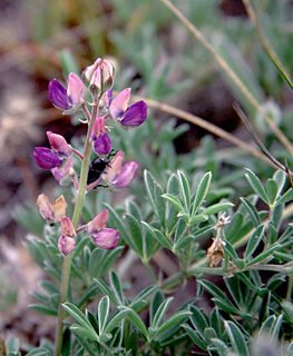 <i>Lupinus littoralis</i> species of plant