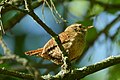 Wren